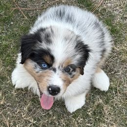Dally - Blue merle female Australian Shepherd puppy in Coldwater, Mississippi from Pure Grit Aussies