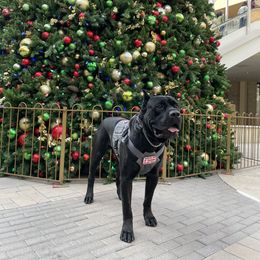 Cane Corso All Grown Up from WesCo Kennels