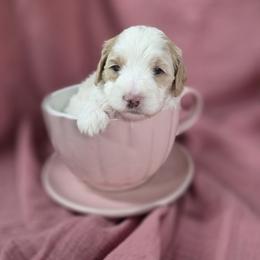 Bernedoodle Puppies from Mt. Rainier Doodle Dogs