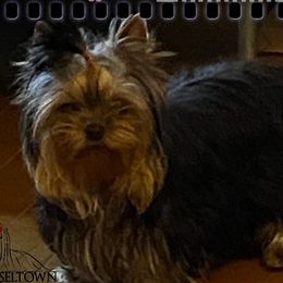 Rooster - Yorkshire Terrier
