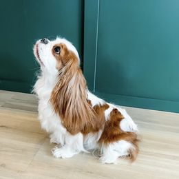 Cavalier King Charles Spaniel and Golden Retriever All Grown Up from Emerald Grove Puppies