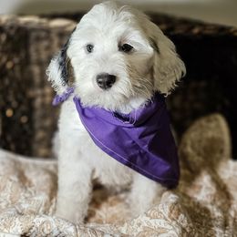 Pips Purple Collar - Black and white female Bernedoodle puppy in Bonham, Texas from Happy Valley Puppies