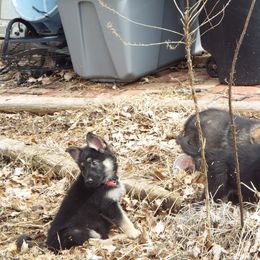 German Shepherd Puppies from Von Prinz German Shepherds