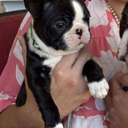 Boy 2 - Black brindle and white male Boston Terrier puppy in Henderson, Nevada from Debbie Coleman's Boston Terriers
