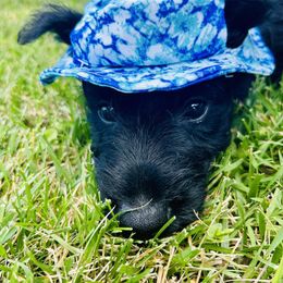 Scottish Terrier Puppies from Scotties By Stout