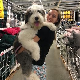Old English Sheepdog Puppies from Ridgeruns OES