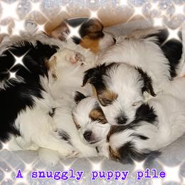 Yorkshire Terrier Puppies from Schultz Yorkies