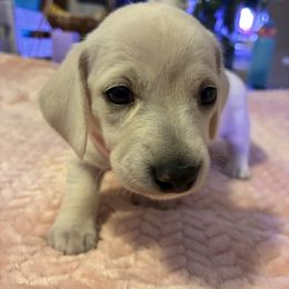 Polar bear - Cream female Dachshund puppy in Ocala, Florida from Harvin’s Weenie Gang