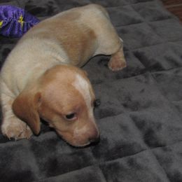 Girl 2 - female Dachshund puppy in Harvard, Illinois from Lori's Cavalier King Charles Spaniels & Dachshunds