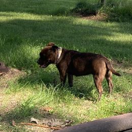 Mocha - Staffordshire Bull Terrier