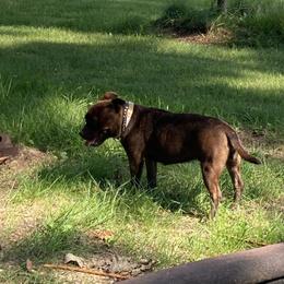 Mocha - Staffordshire Bull Terrier