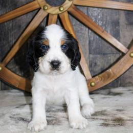 Tansy - White and black female English Springer Spaniel puppy in Winchester, Kentucky from Hidden Springs Farm