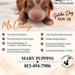Mr Orange - Buff and white female Cockapoo puppy in Tampa, Florida from Mary Puppins