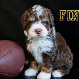 Fin - Brown and white male Bernedoodle puppy in Gilbert, Arizona from Safe Havynn Doodles
