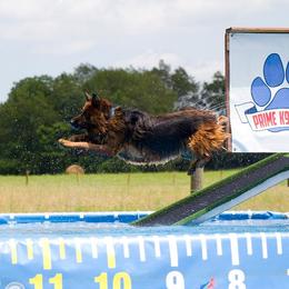 German Shepherds from Vom Sturmjäger
