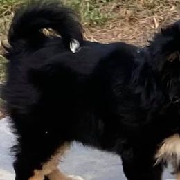 Miniature Australian Shepherds from Elaine Faulling's Miniature Australian Shepherds