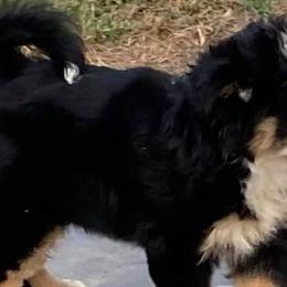 Miniature Australian Shepherds from Elaine Faulling's Miniature Australian Shepherds