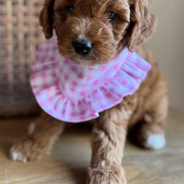 Posy - Red  female Goldendoodle puppy in Goodyear, Arizona from GAMMIE’S DOODLES