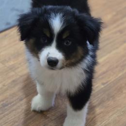 Boy 4 - Black tri male Miniature Australian Shepherd puppy in Ola, Arkansas from Peaceful Acres