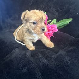 Yorkshire Terrier Puppies from Sugar & Spice Yorkies