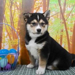 Boy 3 - male Shiba Inu puppy in Arcola, Illinois from Highline Puppies