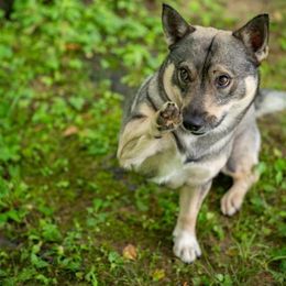 Sylvie - Swedish Vallhund
