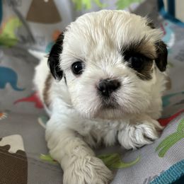 Shih Tzu Puppies from Riley Family Kennel