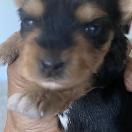 Yorkshire Terriers from Lux Pups