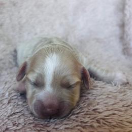 Frisbee - Cream male Dachshund puppy in Highland, California from BAES Teufelshunde