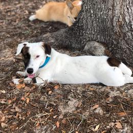 Biscuit - Russell Terrier