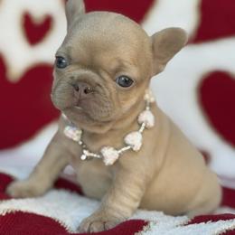 Coralie - Fawn and white female French Bulldog puppy in Hemet, California from Bowman Pups