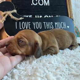 Strawberry 3300 - Red female Dachshund puppy in Dade City, Florida from Kingpindoxies