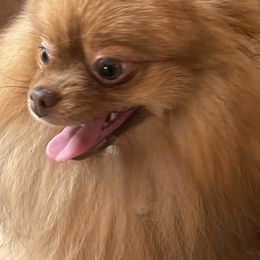 Pomeranians from Spoiled Rotten Pomeranians