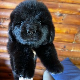 Female 1 - Black female Newfoundland puppy in New York from Johnson Farms