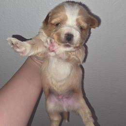 Light Blonde Male - Gold male Yorkshire Terrier puppy in Lakeland, Florida from You Me & The Yorkies