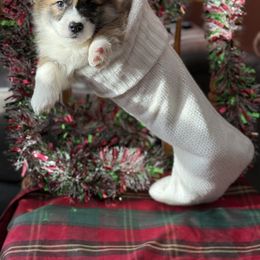 Purple Collar - Sable and white female American Corgi puppy in Glenwood, Minnesota from Crystal Blue Corgi