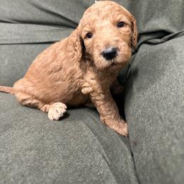 Ursula - Red  female Goldendoodle puppy in Chino Valley, Arizona from Whiskey Row Royals
