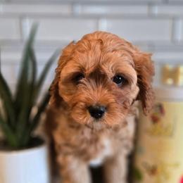 Austin - Red male Cavapoo puppy in Caldwell, Idaho from Terrace Cav's