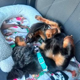 Dachshund Puppies from Champion Dachshunds