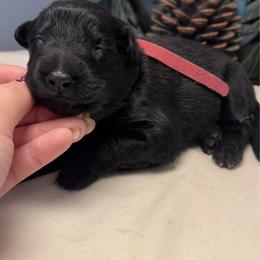 Pink Collar - Black female German Shepherd puppy in Marion, Ohio from Legacy K9’s
