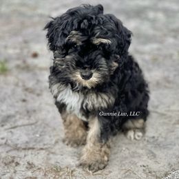 Renae - Schnoodle
