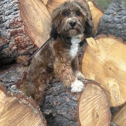 Timber - Havanese