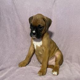Leeann Rimes - Fawn female Boxer puppy in Willard, North Carolina from Boone’s Boxers of North Carolina