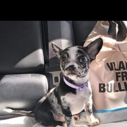 Companion Cross and French Bulldog Puppies from Legends Frenchton's, French Bulldogs & French Bullhuahua's