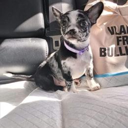 Companion Cross and French Bulldog Puppies from Legends Frenchton's, French Bulldogs & French Bullhuahua's