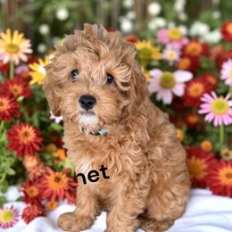 Cabernet - Red male Cavapoo puppy in South Jordan, Utah from Diamond Companions