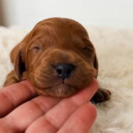 Dawson - Red male Cavapoo puppy in Preston, Idaho from Rocking JH Pup Co