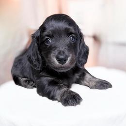 Denali - Brindle male Dachshund puppy in Richmond, Virginia from Irresistible Dachshunds & Cavaliers