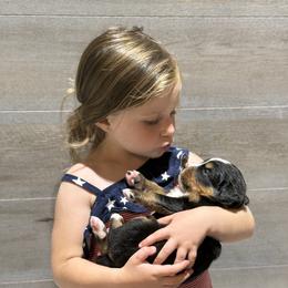 Bernese Mountain Dog Puppies from Jena's Blissful Bernese Mountain Dogs