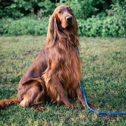 Rufus - Irish Setter